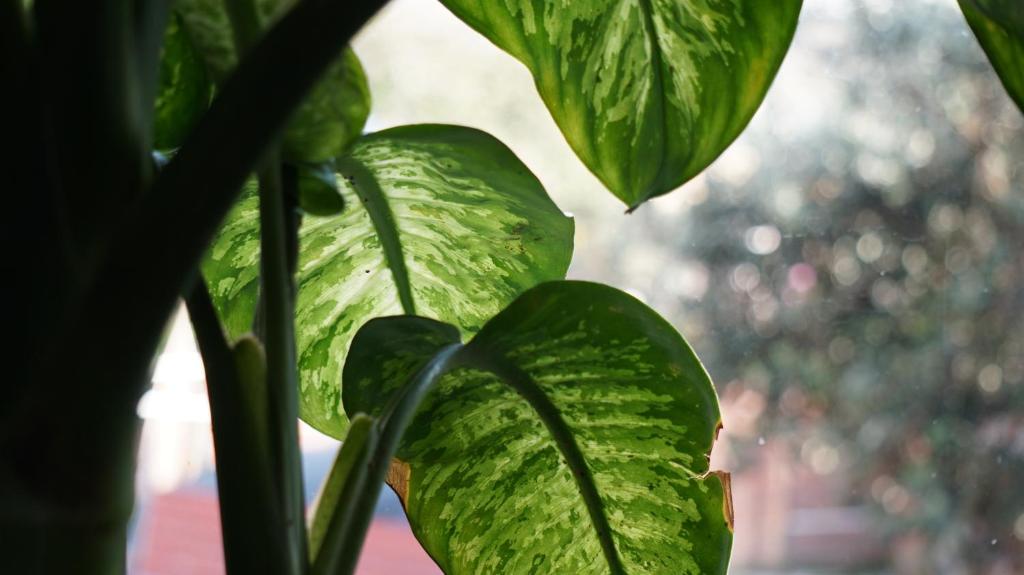 Ayenda Mountain Hostels Manizales 28