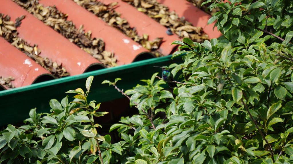 Ayenda Mountain Hostels Manizales 32