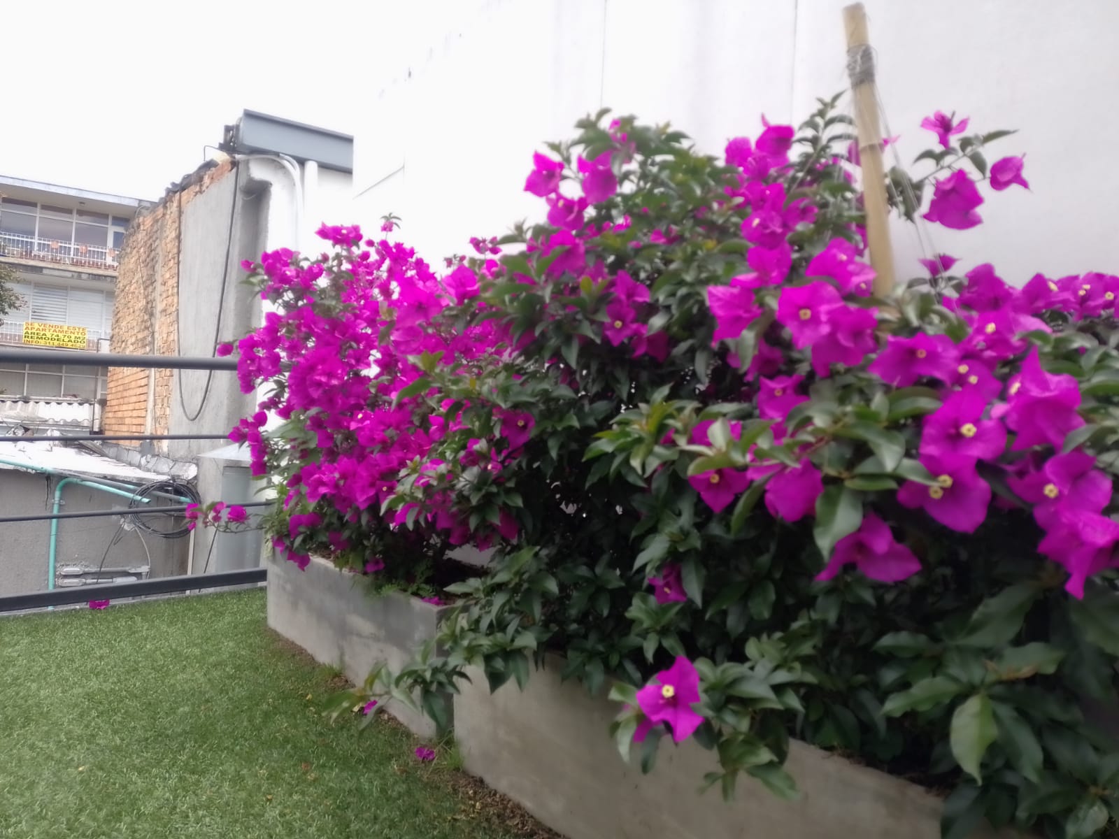 HOTEL BOUTIQUE QUINTA CAMACHO - Zonas comunes - 21
